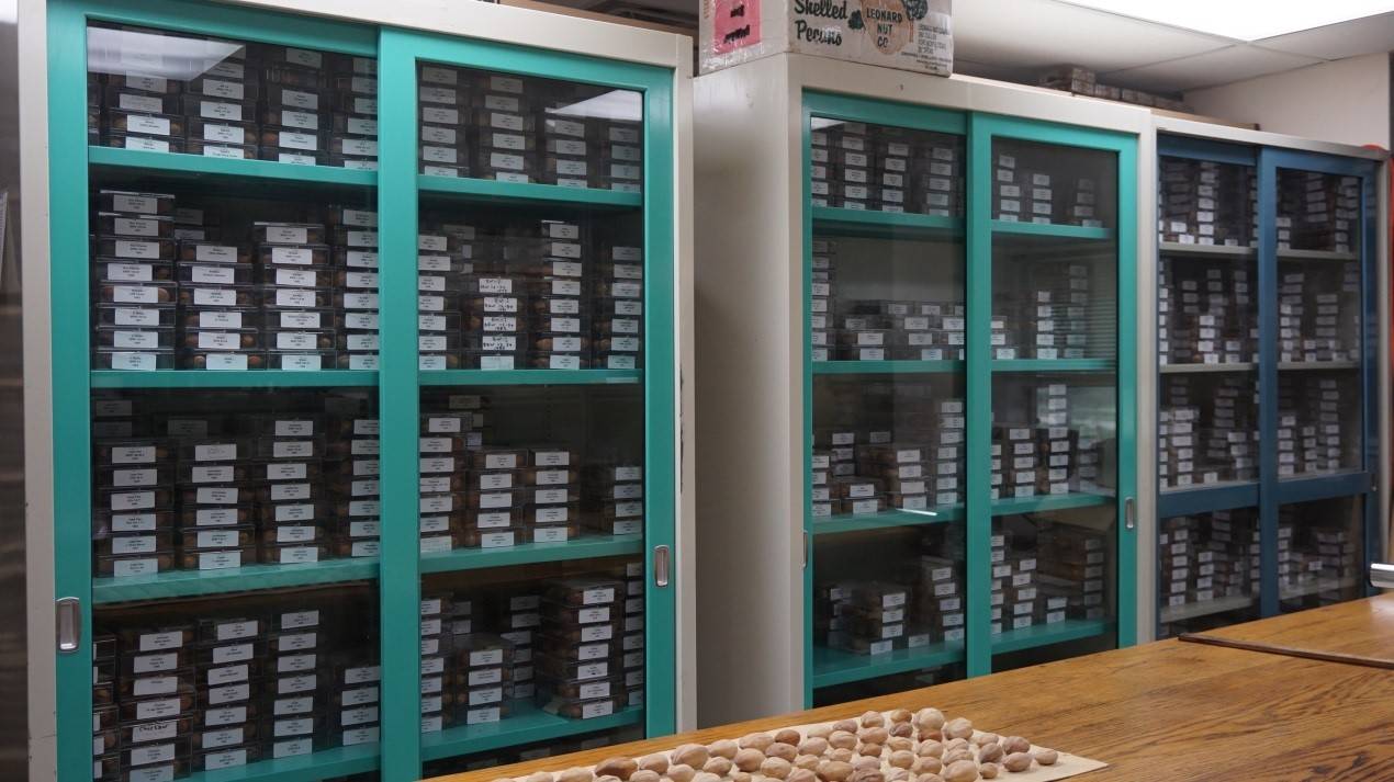 种质资源中心保存的薄壳山核桃种子标本