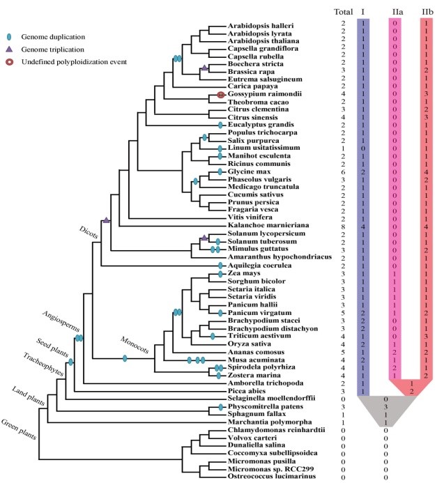 一类非典型植物抗病基因&mdash;&mdash;XTNX基因的演化研究方面取得重要进展