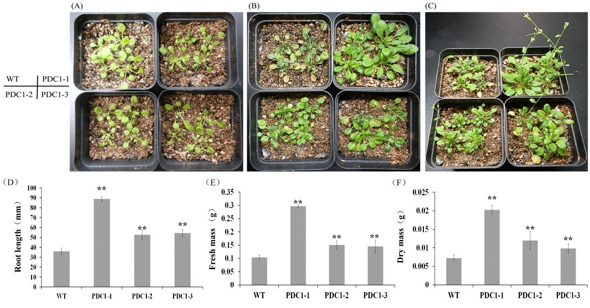 猕猴桃抗涝分子生物学方面取得阶段性进展