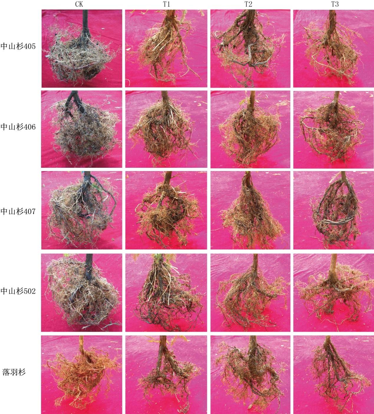 中山杉耐水淹胁迫机制研究取得阶段性进展