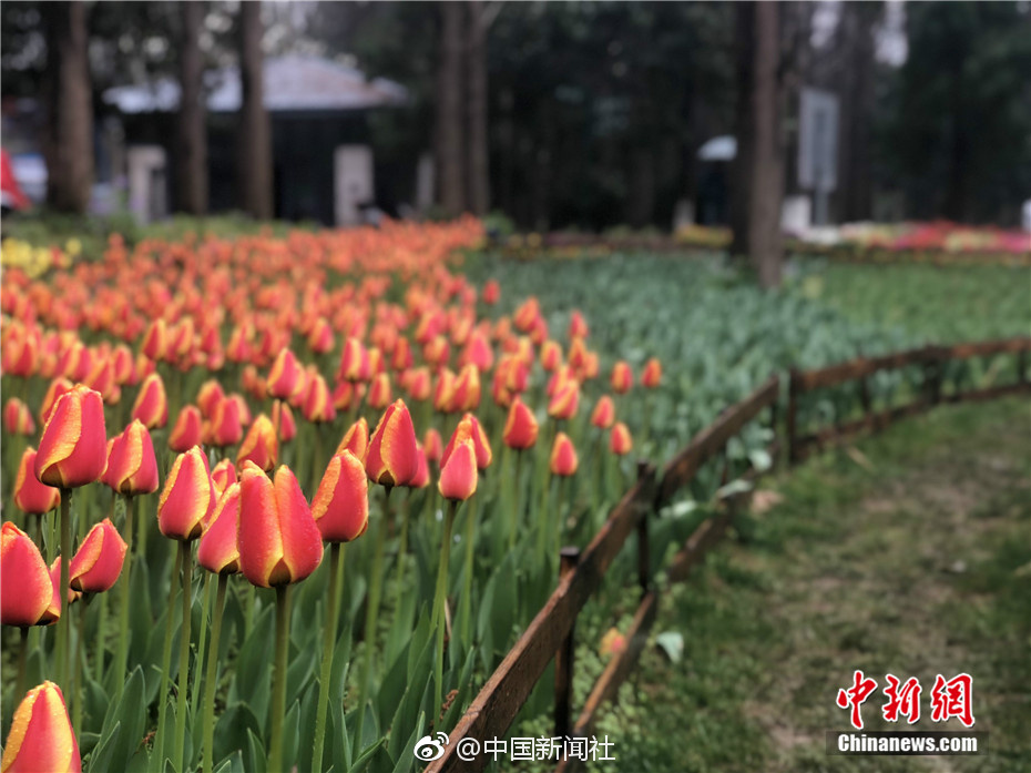 【江苏公共&middot;新闻】郁金香缤纷盛放 &ldquo;欧洲花卉展&rdquo;邀你来赏