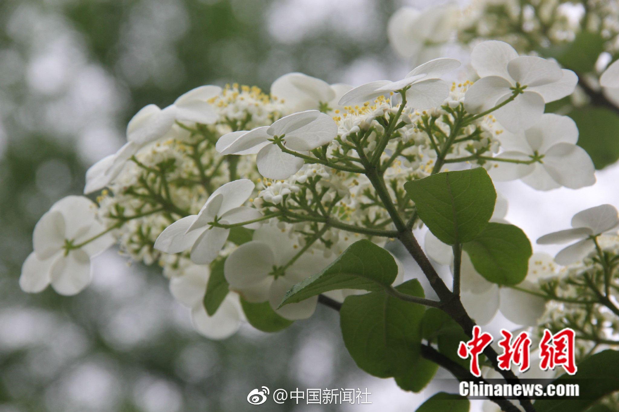 d6d6719bly1fqi9euavbnj21kw11x7wh.jpg d6d6719bly1fqi9euavbnj21kw11x7wh.jpg