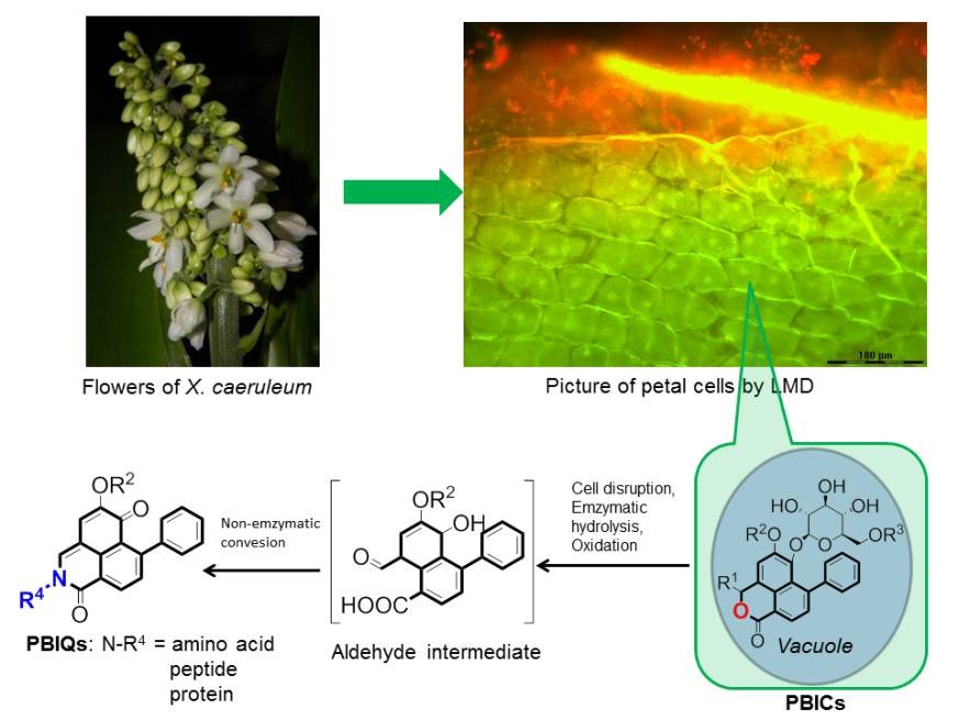永盈彩票在香蕉植保素苯基非那烯酮类化合物研究取得阶段性进展