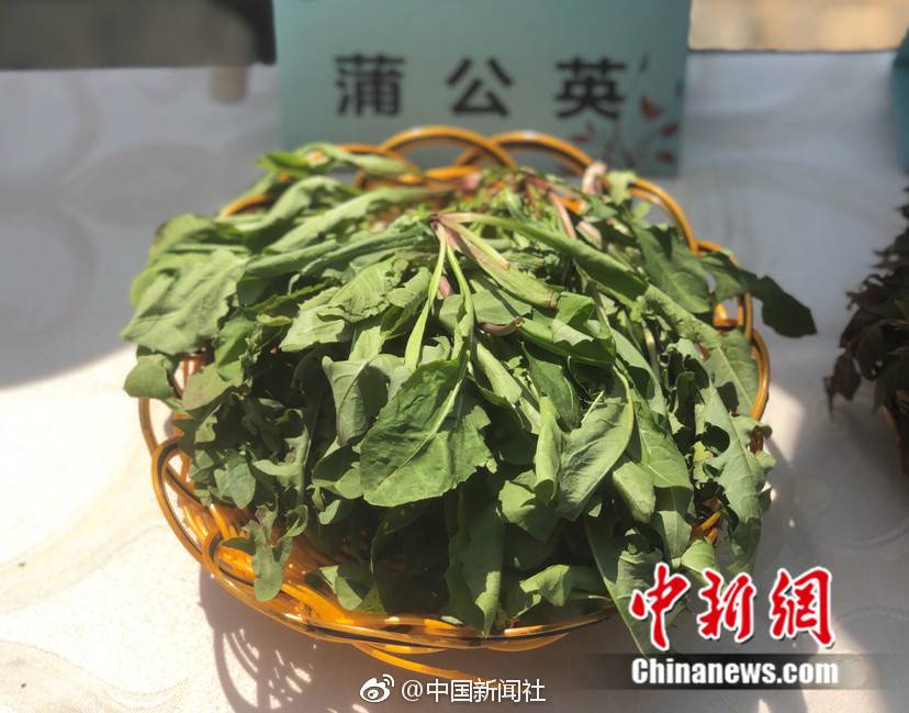 【扬子晚报】挖野菜如何才能不认错？去植物园&ldquo;上上课&rdquo;吧