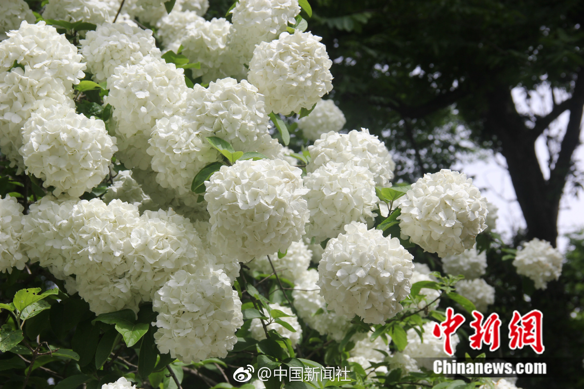 d6d6719bly1fqi9eupdx8j21kw11xe81.jpg d6d6719bly1fqi9eupdx8j21kw11xe81.jpg