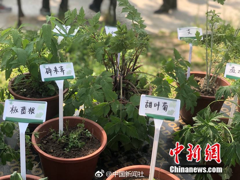 【中国新闻社】提醒！春季野菜正当季 专家：可尝鲜但不宜多吃