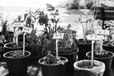 【东方卫报】植物专家告诉你，春天野菜怎么吃？