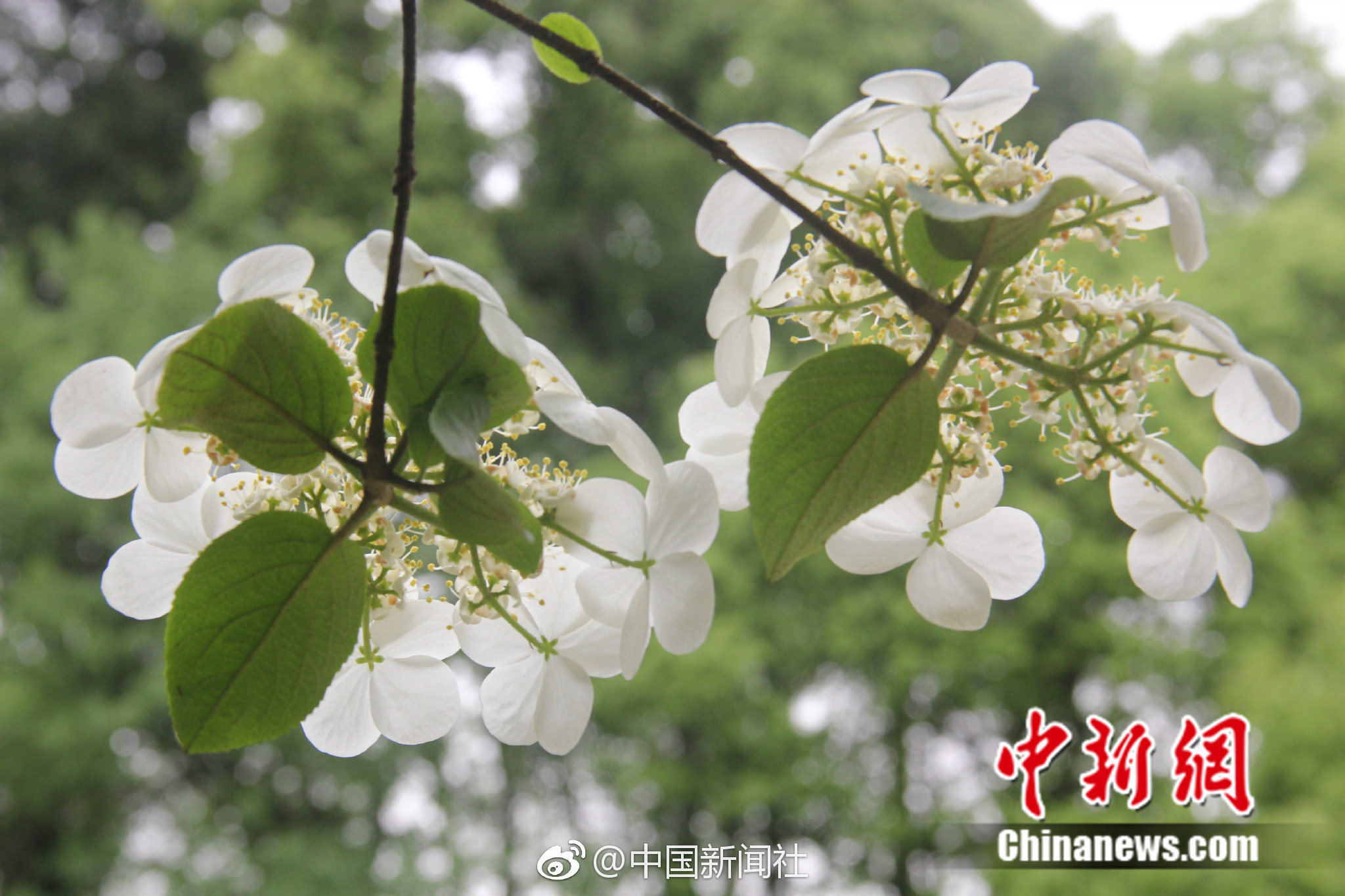 d6d6719bly1fqi9eul84yj21kw11xb29.jpg d6d6719bly1fqi9eul84yj21kw11xb29.jpg