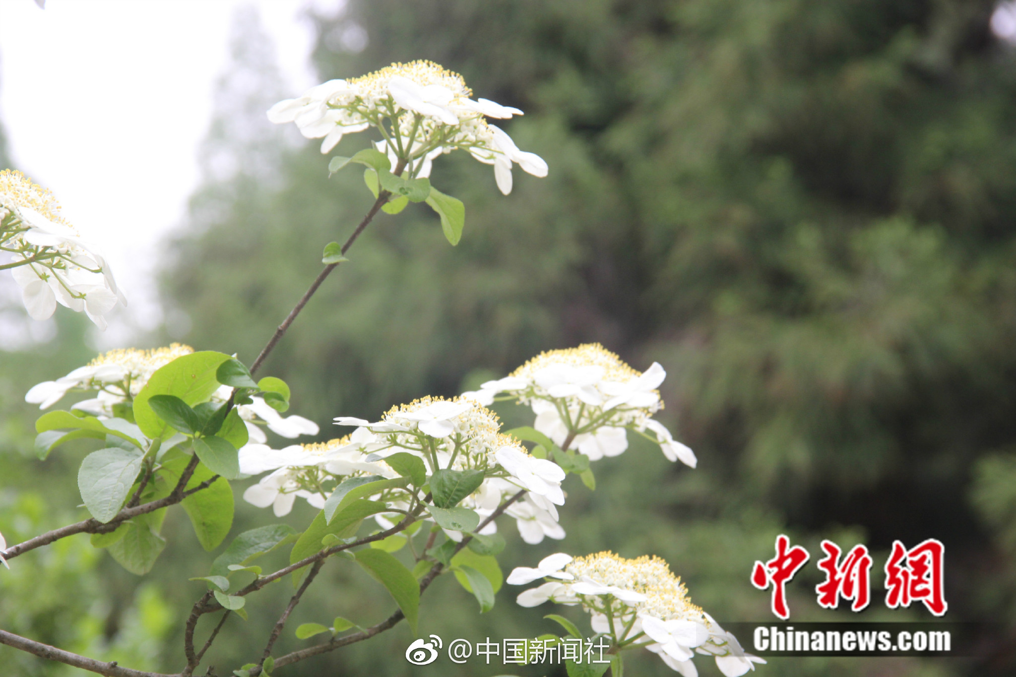 d6d6719bly1fqi9euh7k4j21kw11x7wh.jpg d6d6719bly1fqi9euh7k4j21kw11x7wh.jpg