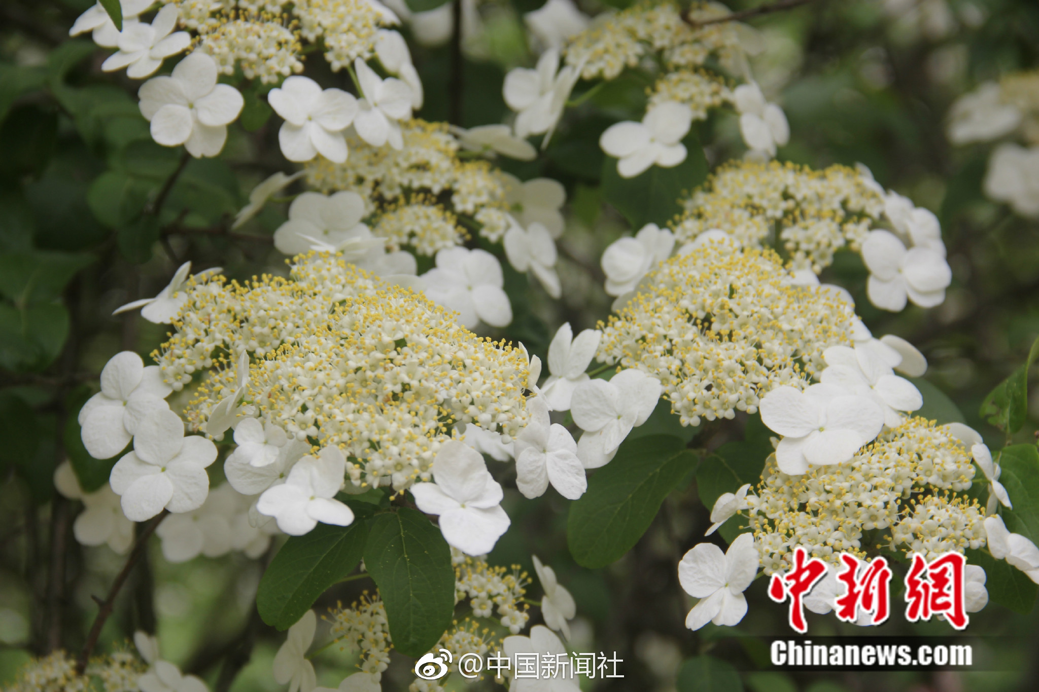 d6d6719bly1fqi9ev8rrtj21kw11x7wh.jpg d6d6719bly1fqi9ev8rrtj21kw11x7wh.jpg