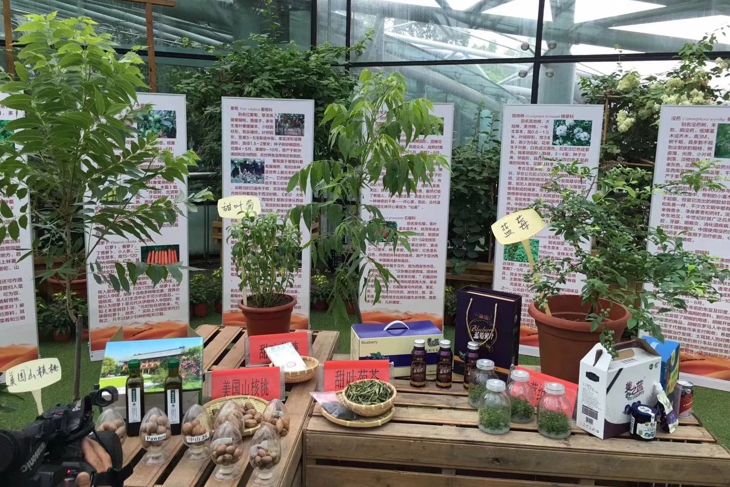 【南京晨报】&ldquo;一带一路&rdquo;经济植物展 昨日开展