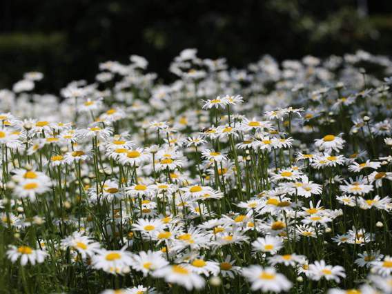 【南京新闻综合广播】中山植物园百花盛开，大批夏季花卉已经陆续迎来观赏期