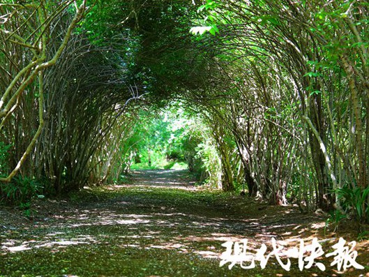 【现代快报】快去打卡！永盈彩票&ldquo;爱情隧道&rdquo;即将繁花如雪