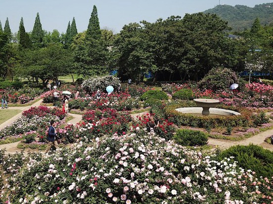 【交汇点&middot;视觉江苏】中山植物园蔷薇科&ldquo;三姐妹&rdquo;同时绽放