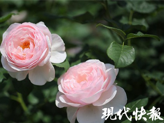 【现代快报】真不忍心告诉你，这些年你收到的大都是&ldquo;假玫瑰&rdquo;