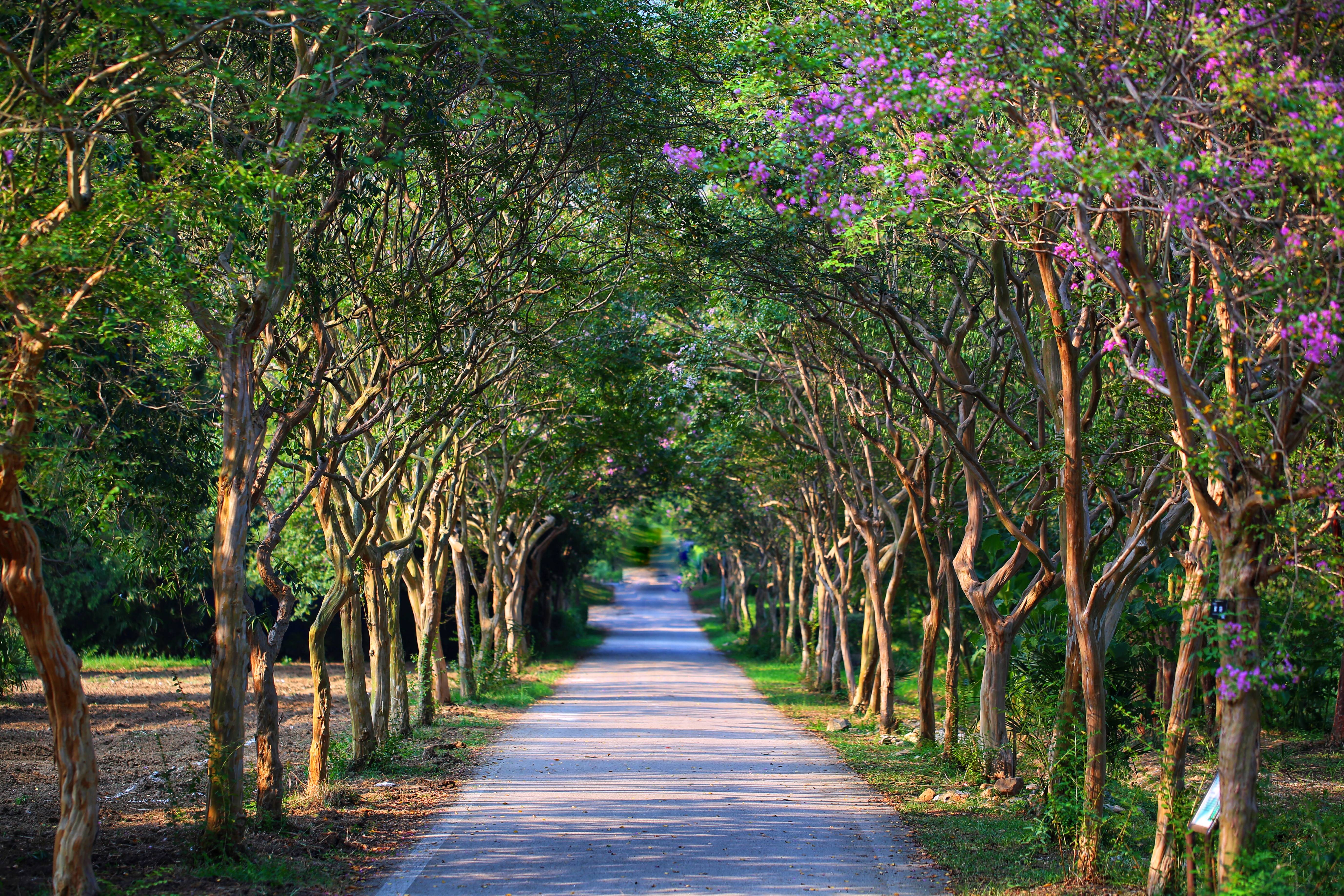 【南京综合新闻广播】中山植物园&ldquo;紫薇爱情隧道&rdquo;迎来盛花期
