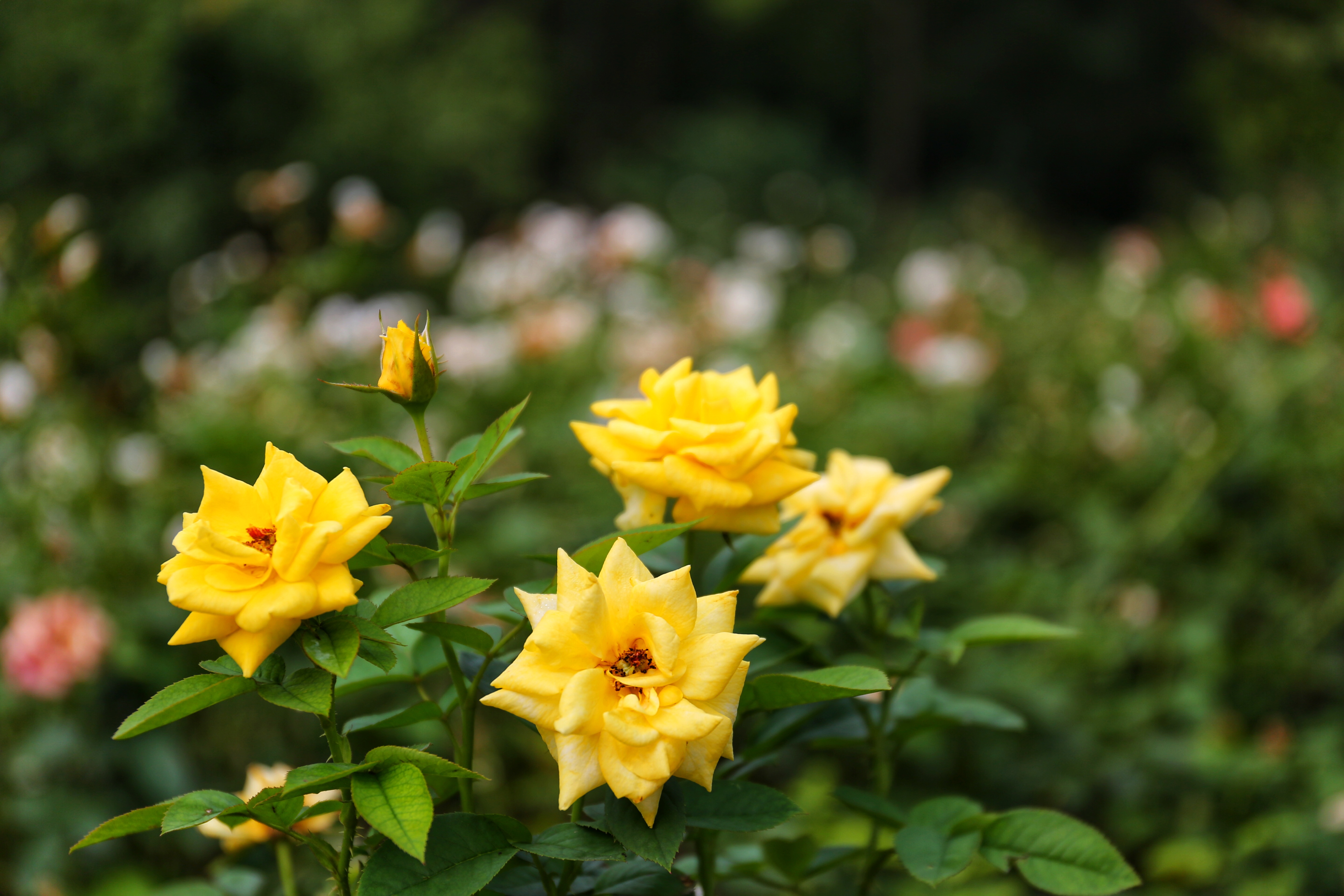 【南京综合新闻广播】中山植物园的月季和石蒜进入盛花期