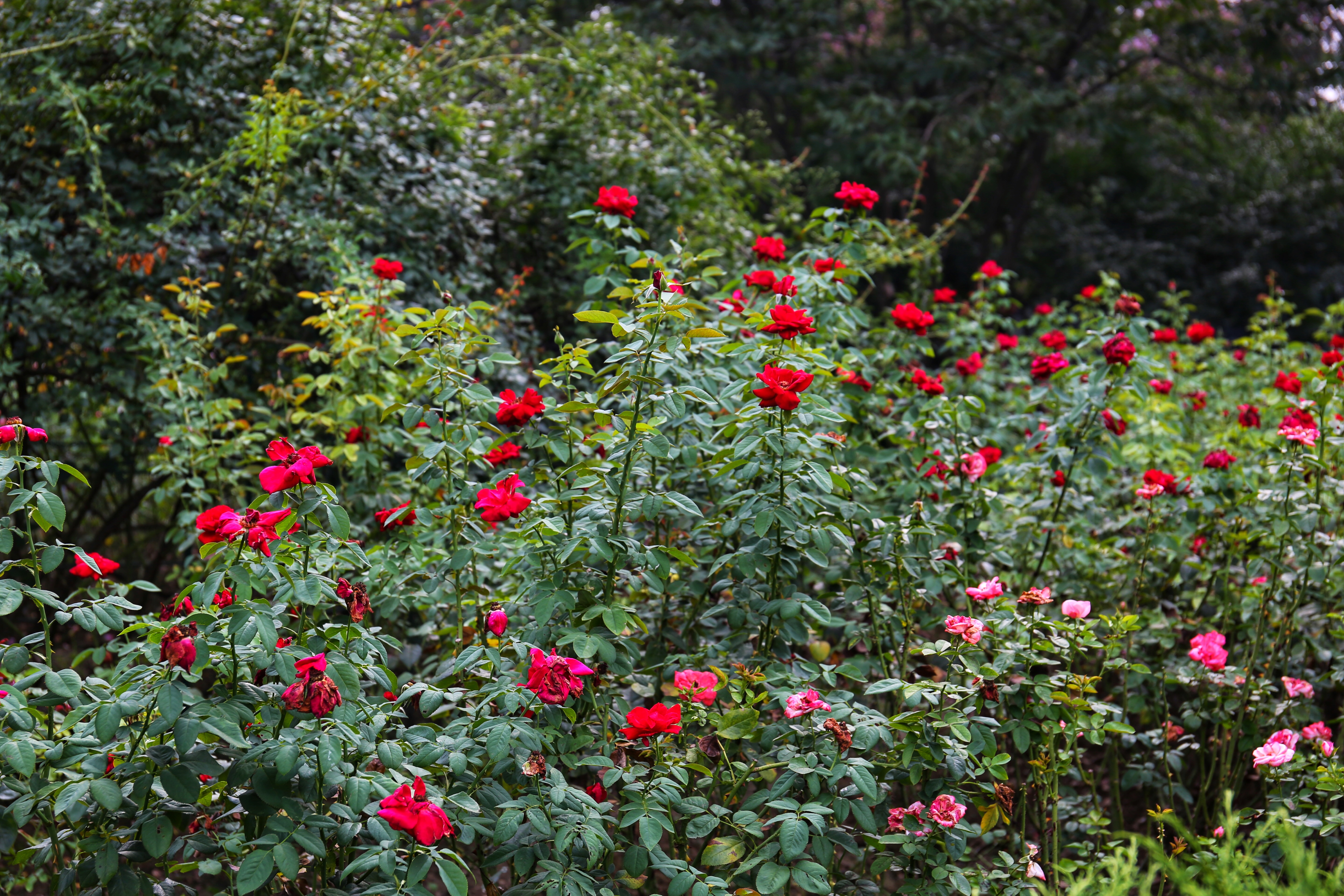 微信图片_20180809112037.jpg 微信图片_20180809112037.jpg