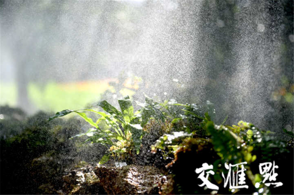 【新华日报&middot;交汇点】又一新晋网红景点。嘘，幽静静美的蕨类植物园等你十一来打卡