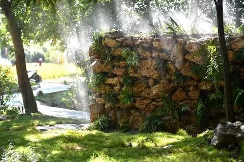 【南京晨报】国庆景区人从众&hellip;&hellip;？不如到中山植物园探秘&ldquo;蕨类世界&rdquo;吧