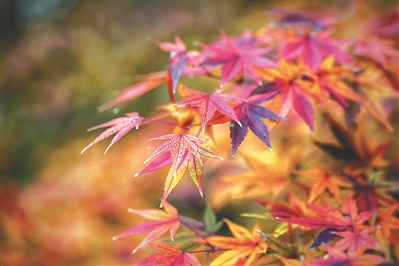 【江苏公共&middot;新闻】&ldquo;枫&rdquo;情万种！永盈彩票红枫岗&ldquo;红&rdquo;了