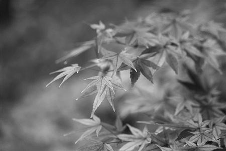 【东方卫报】中山植物园正逢&ldquo;走红&rdquo;时 现有槭树科彩叶植物110种