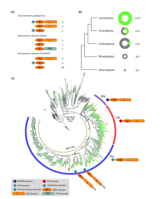 永盈彩票在植物NBS-LRR基因起源演化研究方面取得阶段性进展