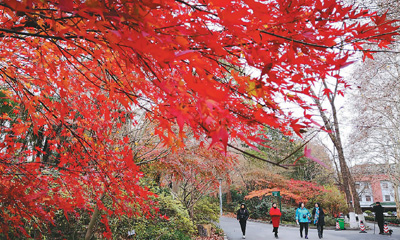 【人民网-人民日报海外版】&ldquo;枫景&rdquo;迷人
