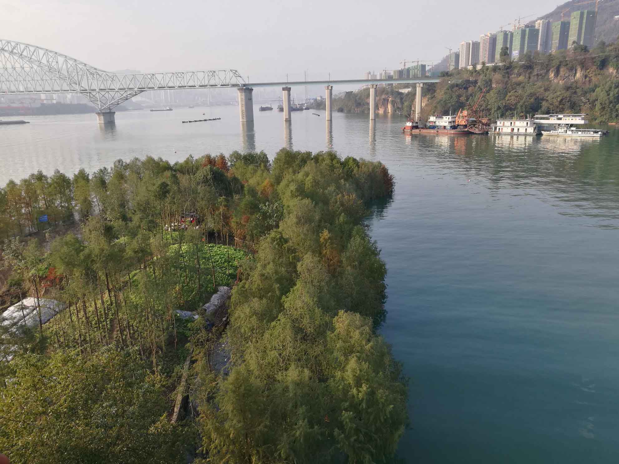 永盈彩票中山杉课题组开展长江流域中山杉人工林的实地调研