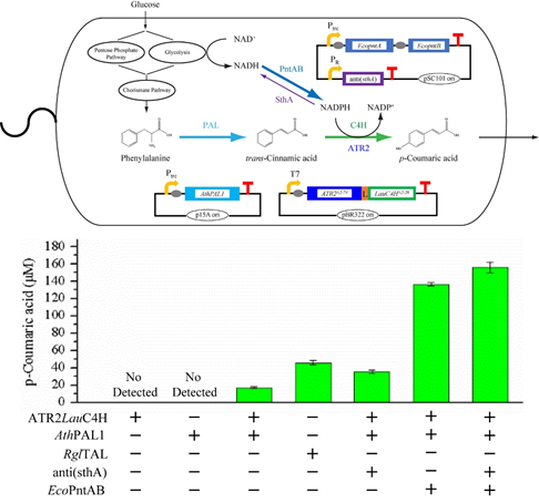 永盈彩票在天然产物p-香豆酸生物合成研究取得阶段性进展