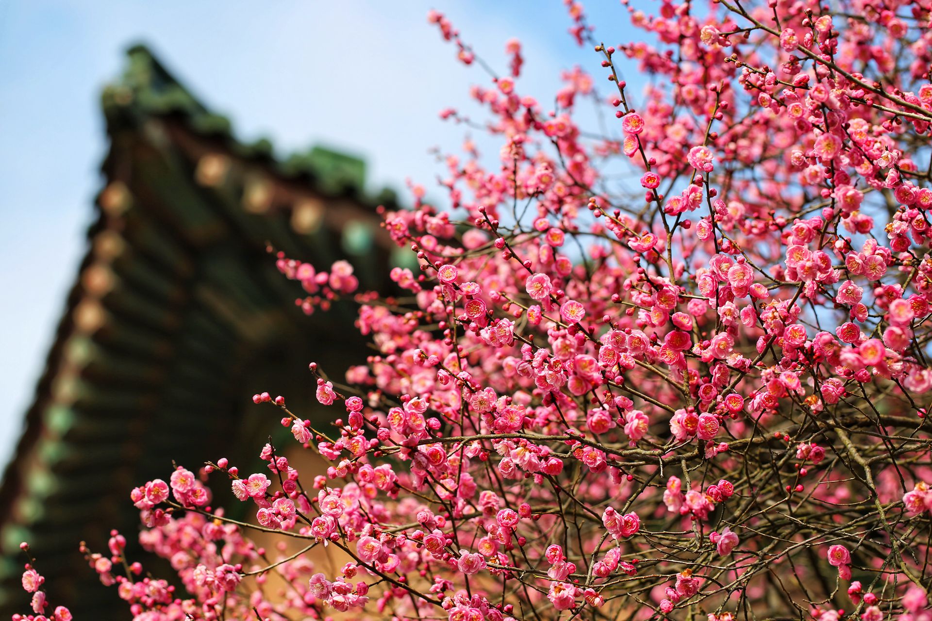 【直播南京】在永盈彩票 遇见春天