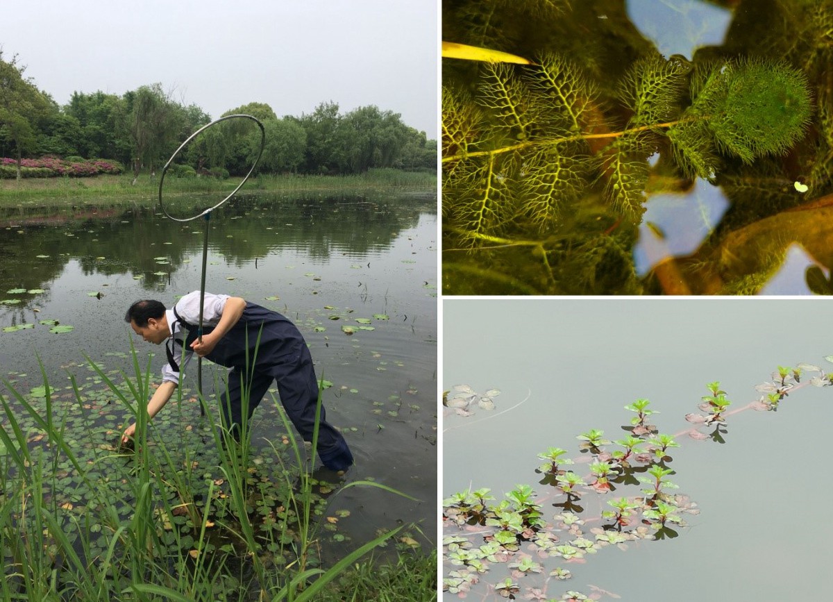 我所标本馆赴太湖地区开展植物资源考察及标本采集