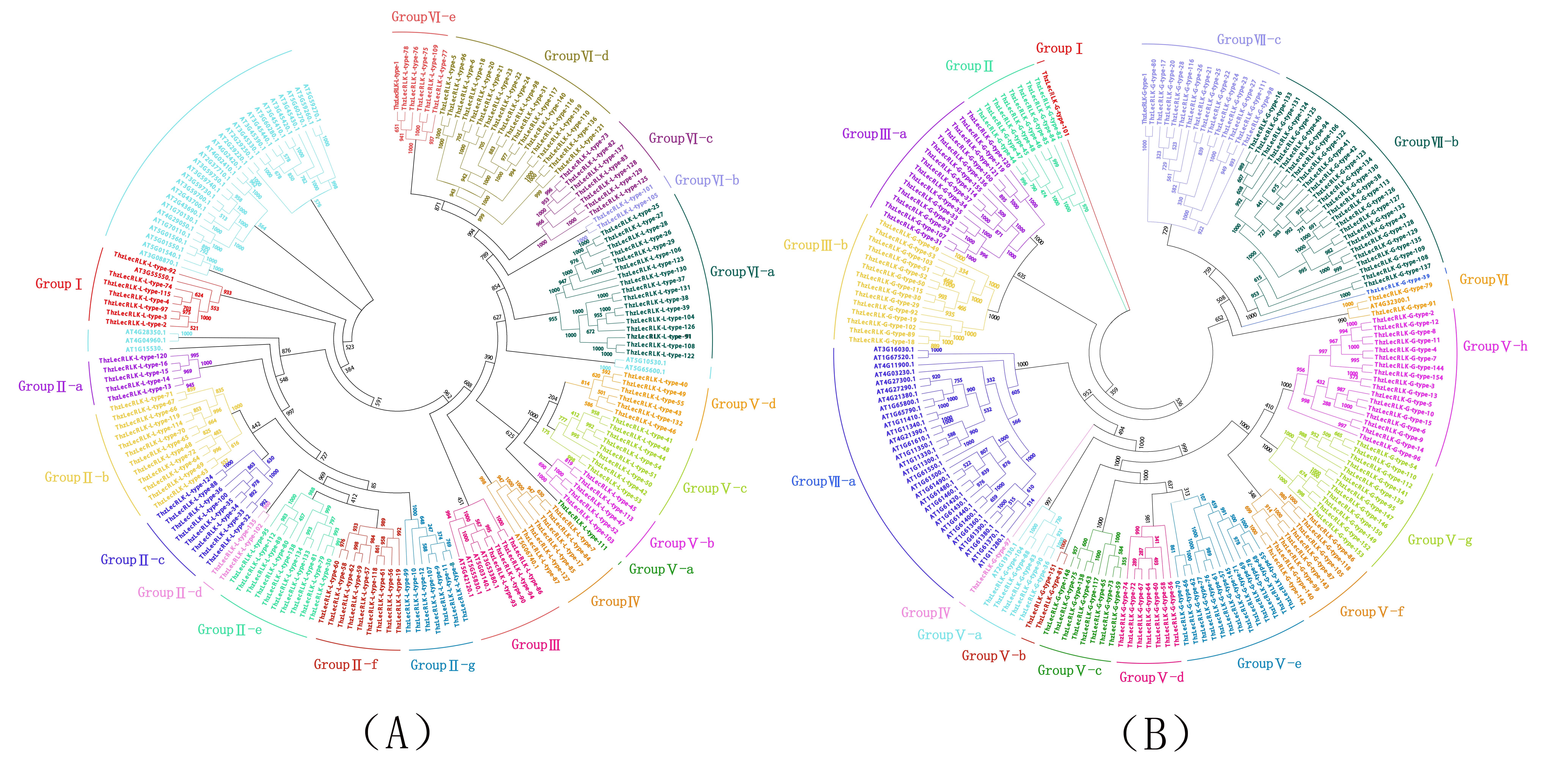 永盈彩票在中山杉LecRLK家族基因的鉴定与功能分析方面取得阶段性进展