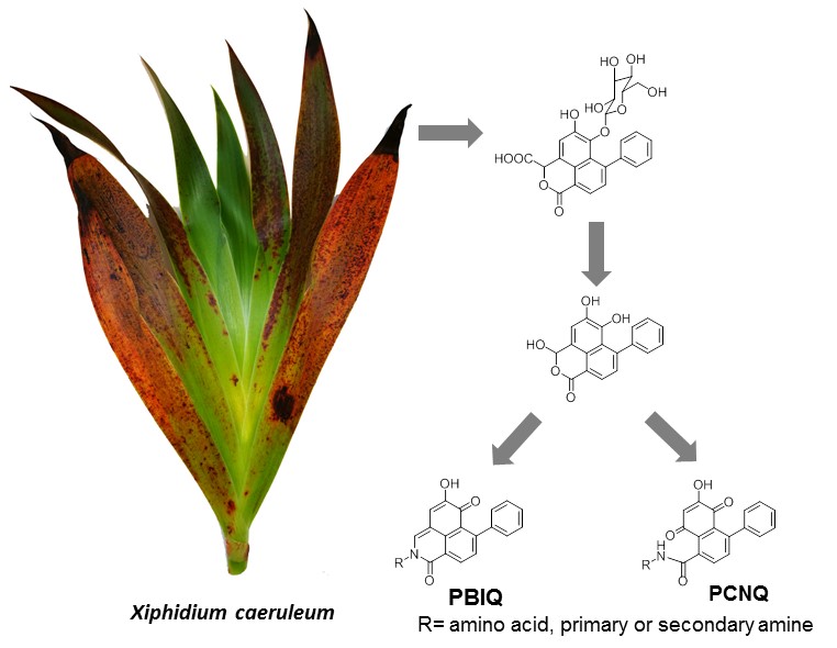 永盈彩票在苯基非那烯酮类化合物研究取得阶段性进展