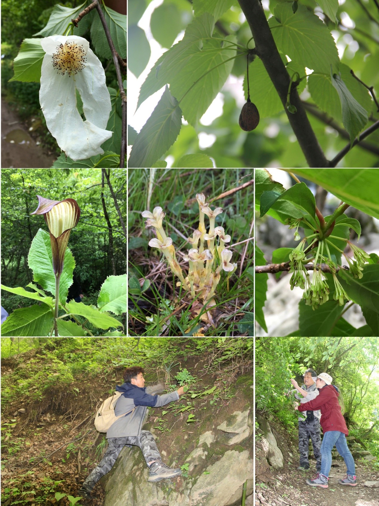 我所标本馆人员赴秦岭地区开展植物资源考察及标本采集