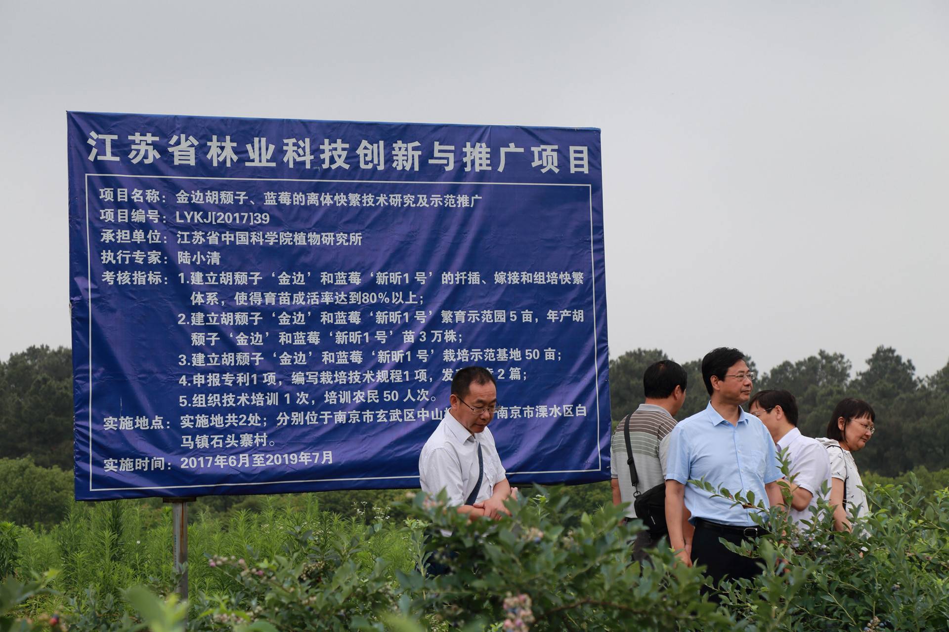 调研蓝莓新品种推广情况_副本.jpg 调研蓝莓新品种推广情况_副本.jpg