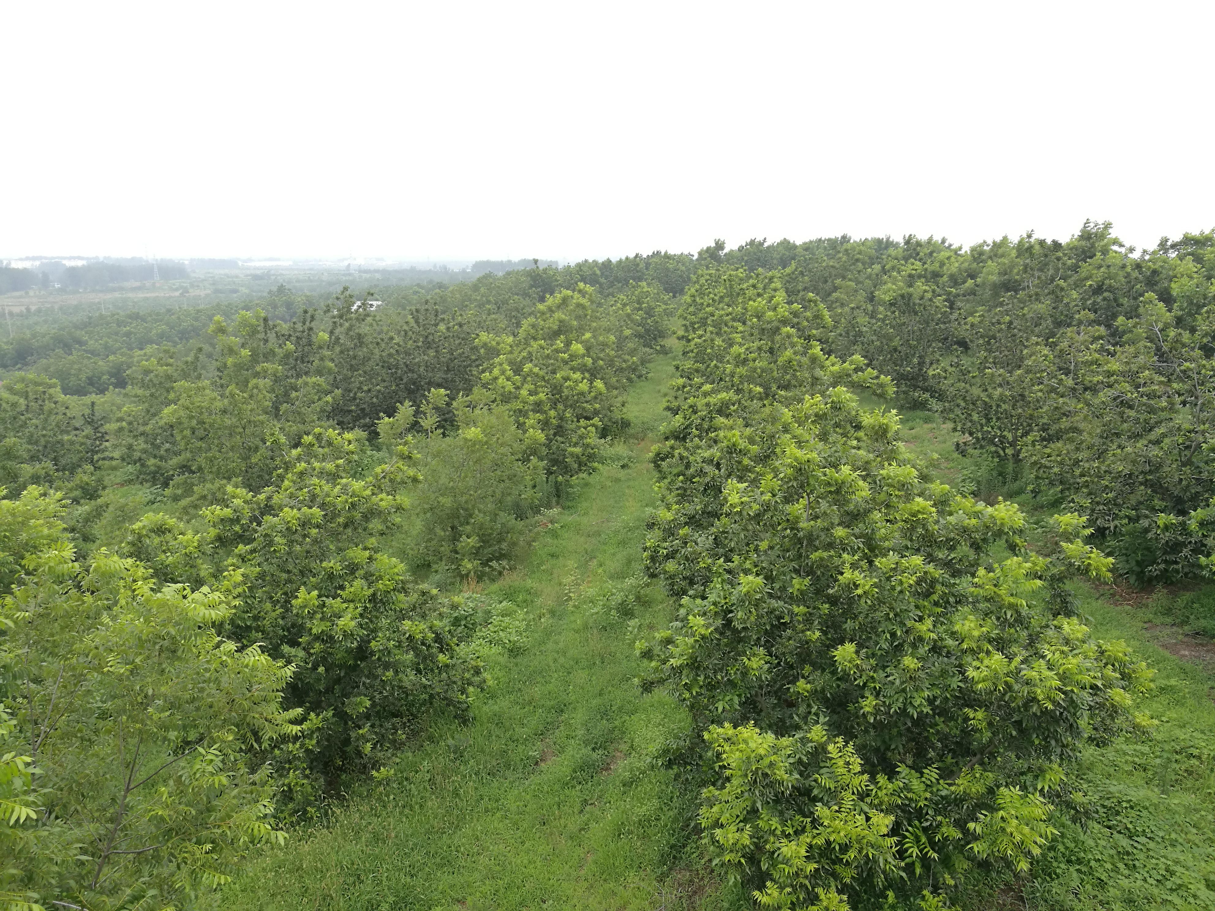 泗洪碧根果产业种植大户产业链3.jpg 泗洪碧根果产业种植大户产业链3.jpg