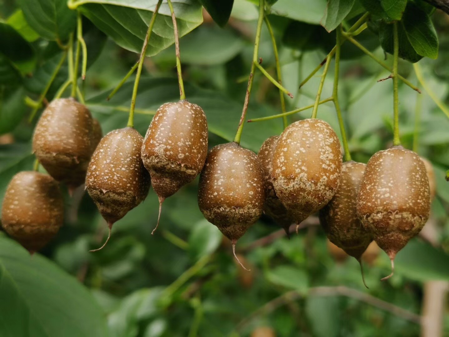 【南京电视台】珍稀&ldquo;土著&rdquo;秤锤树将成行道树