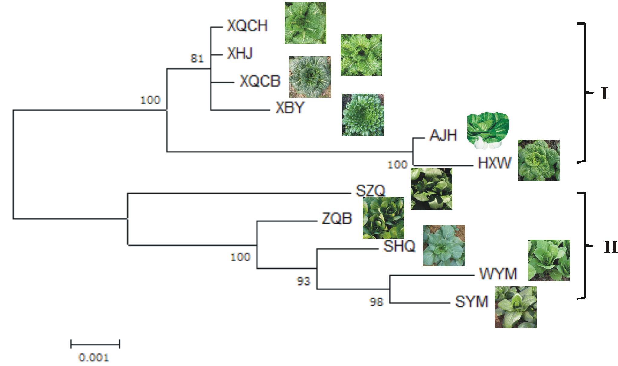 永盈彩票在传统农作物品种植物保护性DNA分子标记建立研究方面取得阶段性进展