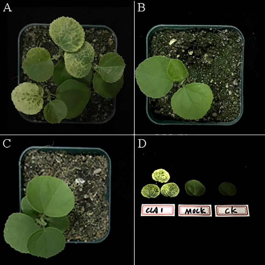 永盈彩票在海滨木槿VIGS体系构建方面取得新进展
