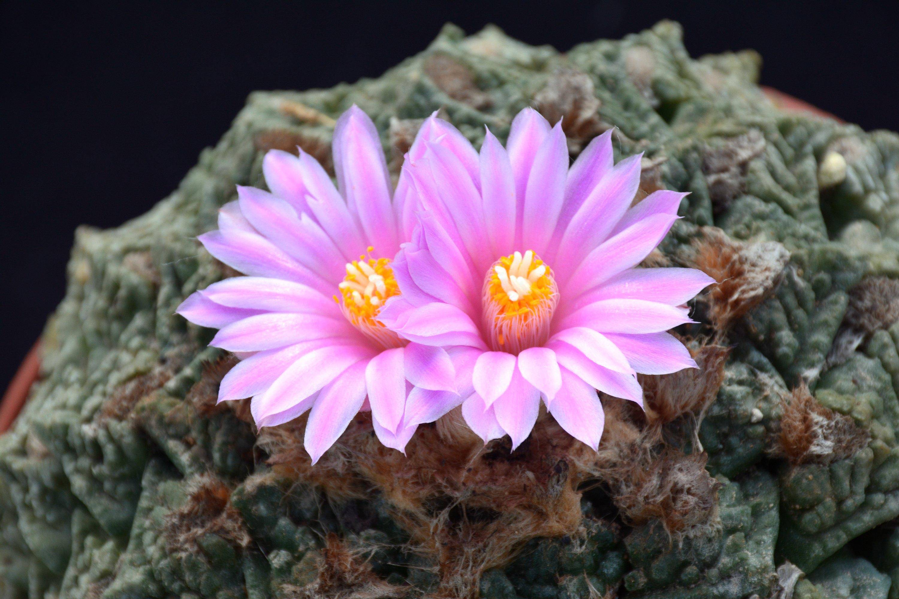 【现代快报】国庆带娃涨知识，来永盈彩票看神奇植物