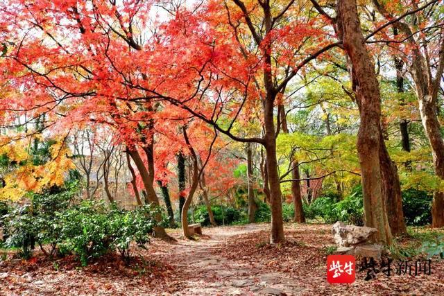 【扬子晚报】南京这个园子里藏着个&ldquo;红枫岗&rdquo;，几十种彩叶树尽显妖娆