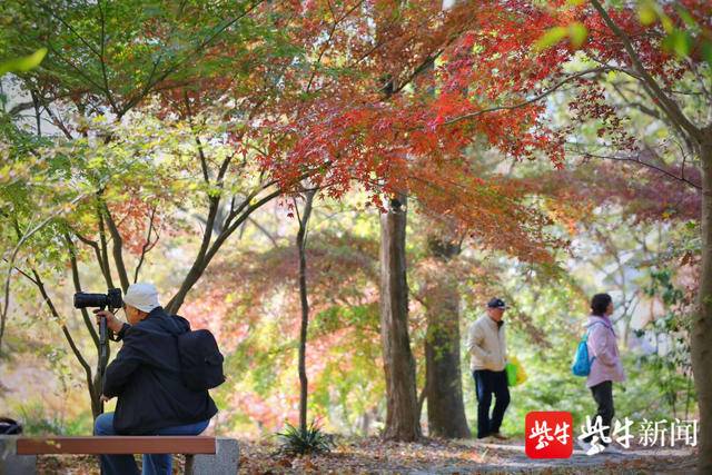 【紫牛新闻】红枫、枫香、鸡爪槭、三角枫&hellip;&hellip;你是不是都叫它们红枫？