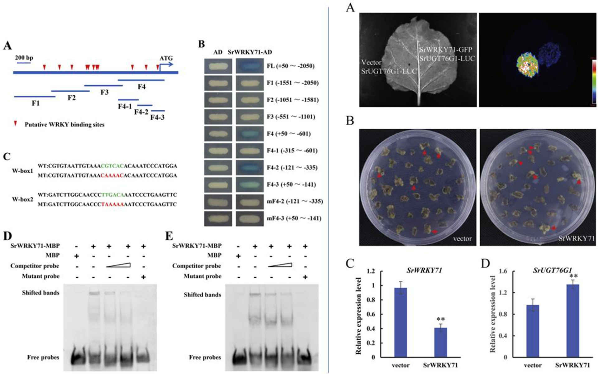 永盈彩票在甜菊糖苷合成调控研究方面取得新进展