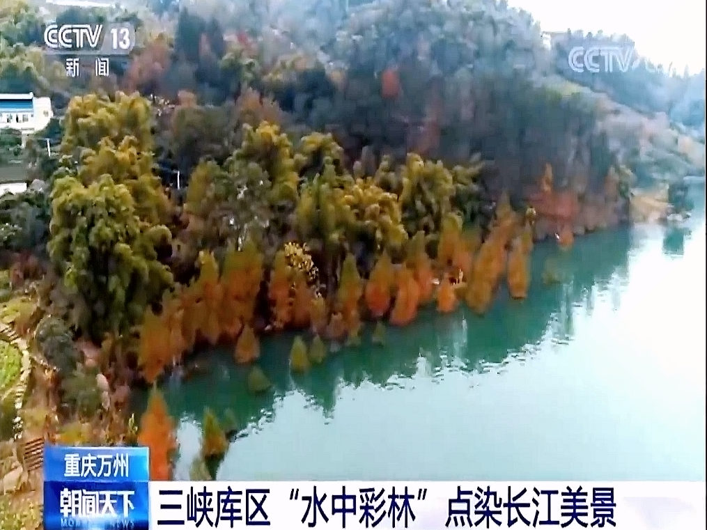 我所科研成果&ldquo;中山杉&rdquo;在三峡库区的应用再获央视报道