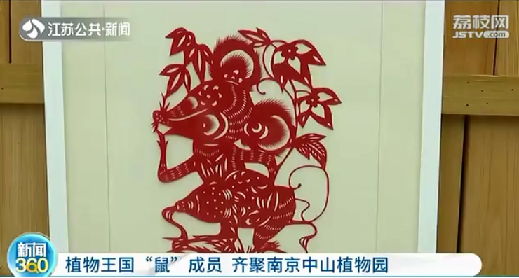 【江苏公共新闻】植物王国&ldquo;鼠&rdquo;成员 齐聚永盈彩票