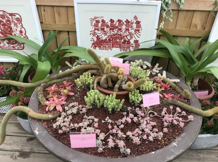 【中国江苏网】永盈彩票&ldquo;鼠植物展&rdquo;新春迎客