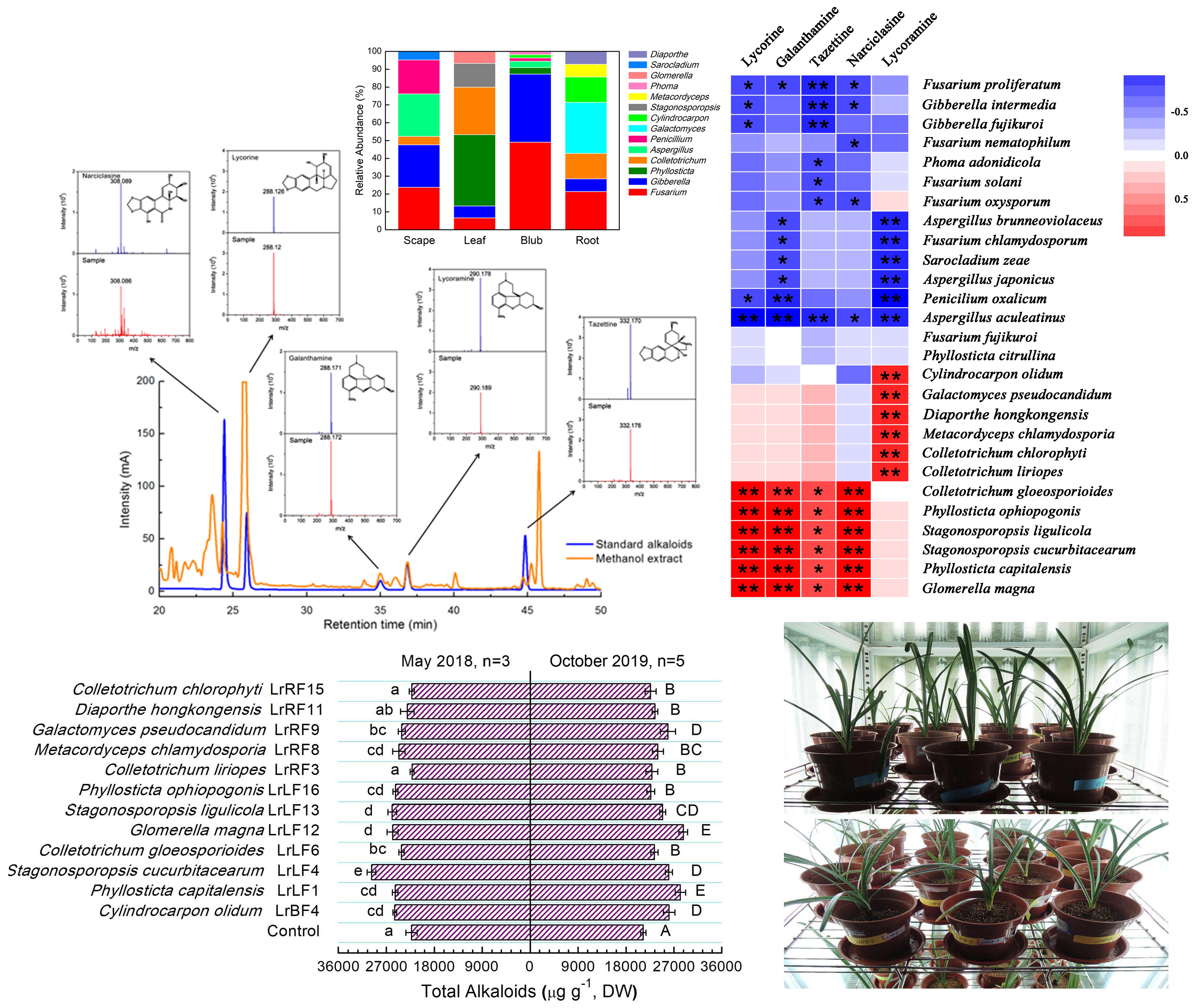 永盈彩票在利用内生真菌促进石蒜生物碱积累方面发表重要论文