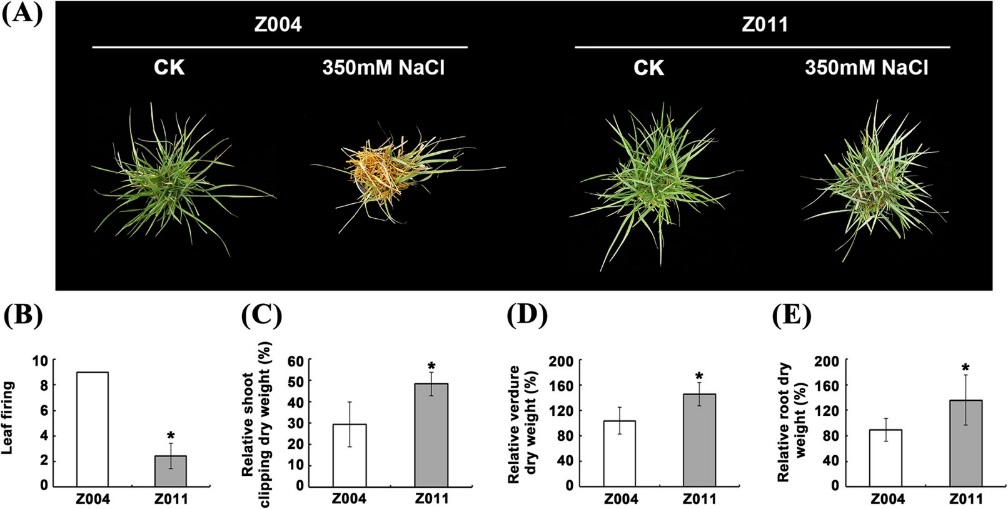 永盈彩票在结缕草耐盐调控机制方面取得新进展