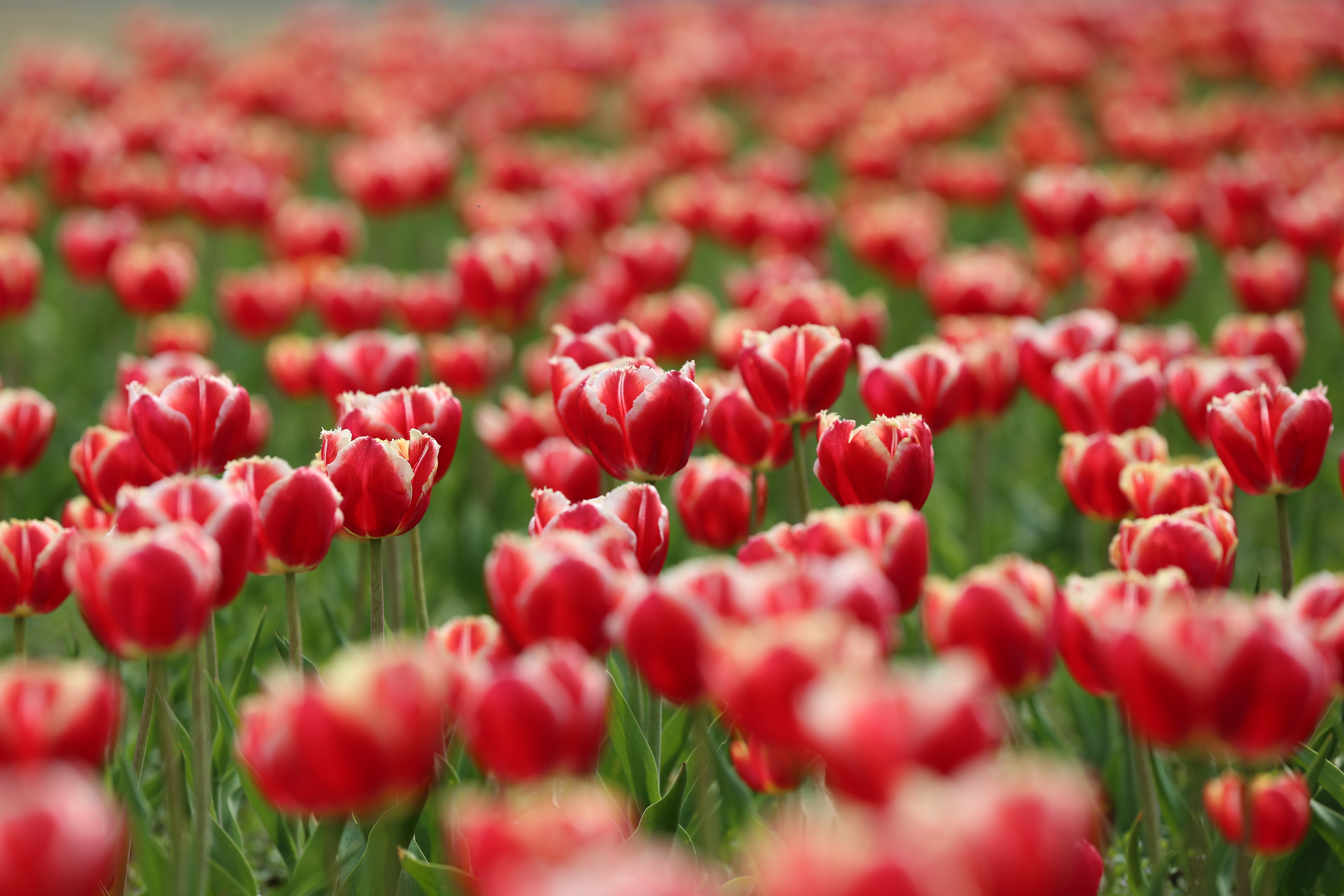 【学习强国】在家看天下&middot;每日一景丨永盈彩票：郁金香，花开正当时